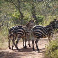 Photo de Rwanda - Akagera